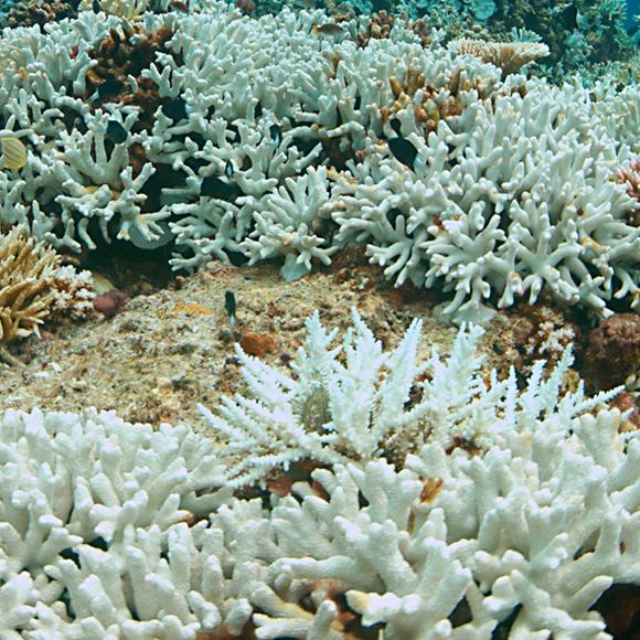 החדשות הטובות של שוניות האלמוגים: מה קורה בסביבה