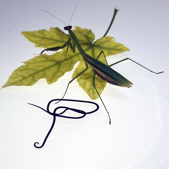 התולעת המושכת בחוטים