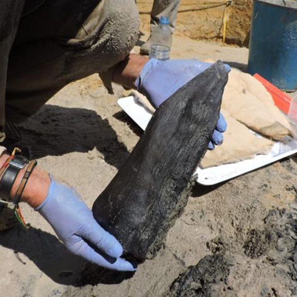 בית העץ הראשון?