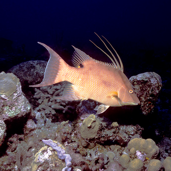 הדג שמשנה צבעים – ו”רואה” דרך העור