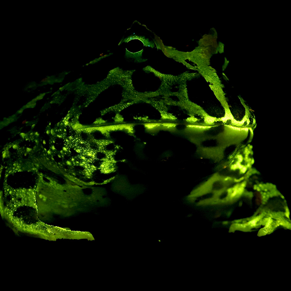 הצפרדעים שמאירות זו לזו