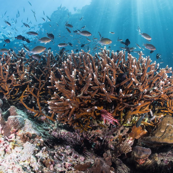 האורחים שהופכים לארוחה