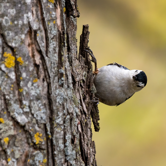 מחקים קולות, פותרים בעיות