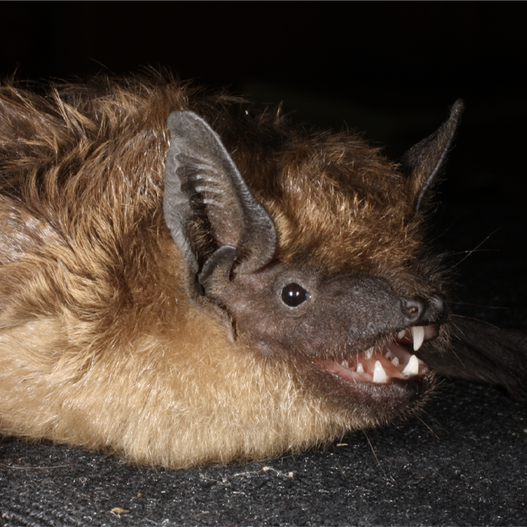 האיבר הגדול מדי של העטלף