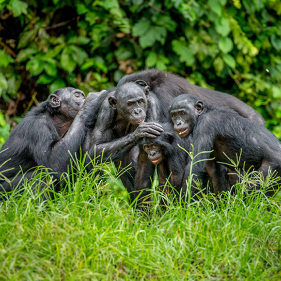 בונובו ללא גבולות