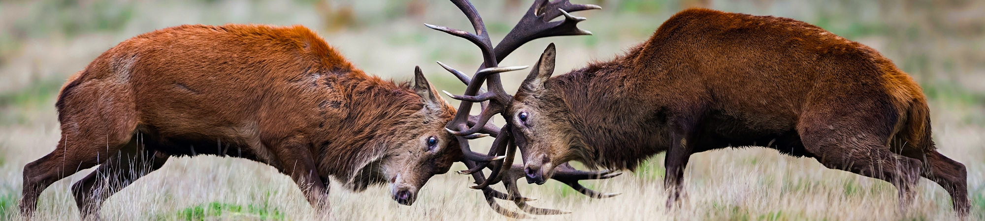 טריטוריאליות על תנאי