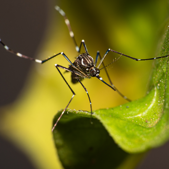 תחילת הסוף של קדחת דנגי?