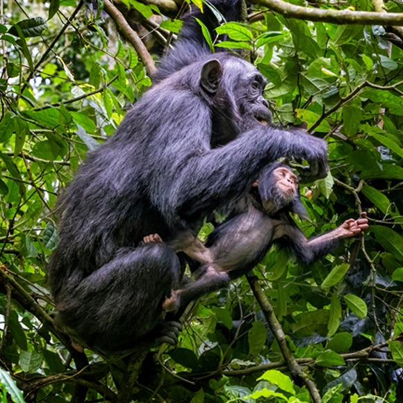 גיל המעבר – לא לנשים (ולווייתניות) בלבד