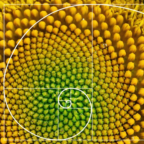 מתי הצמחים למדו לספור?