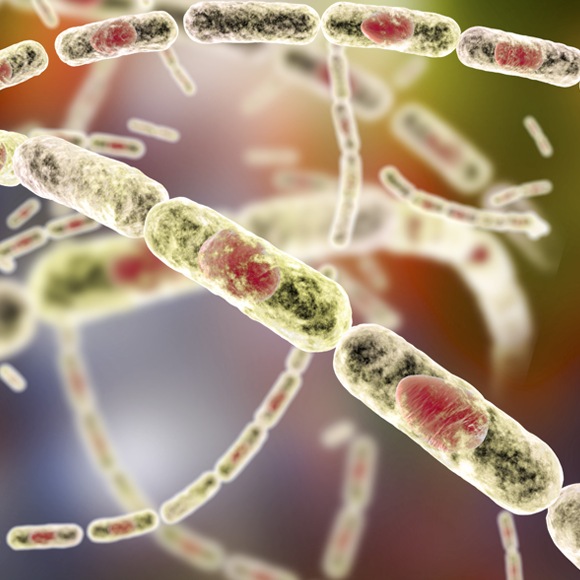 מחלות ללא גבולות: אנתרקס באפריקה, כלבת בארץ