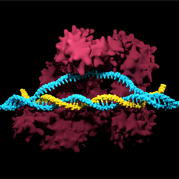 המנגנון ש”יכבה” את העריכה הגנטית