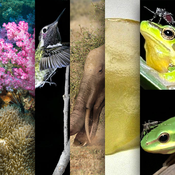 המחקרים החדשים ביותר: מהנשמדע 9/12/2023