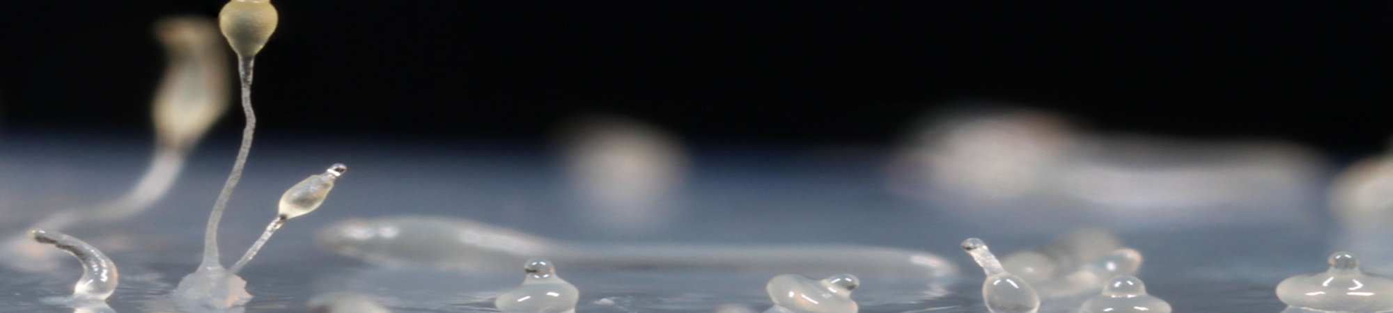 ריריות אלטרואיסטיות, חקלאיות ורמאיות