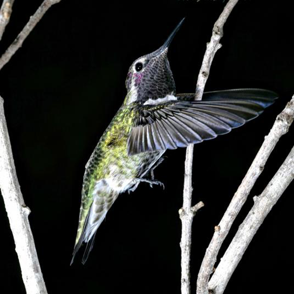 לטוס כמו המילניום פלקון בכוכב המוות