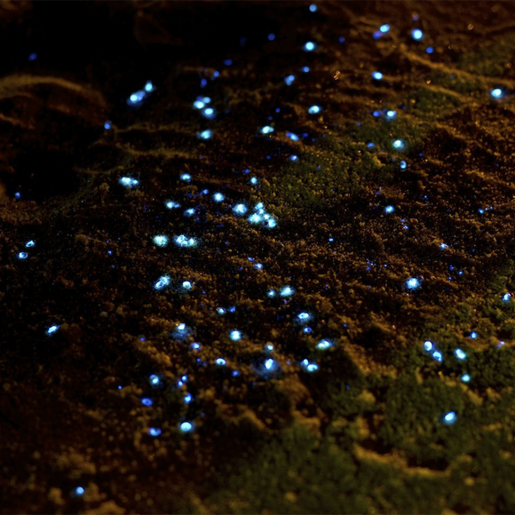 מופע האורות של “גחליליות הים”