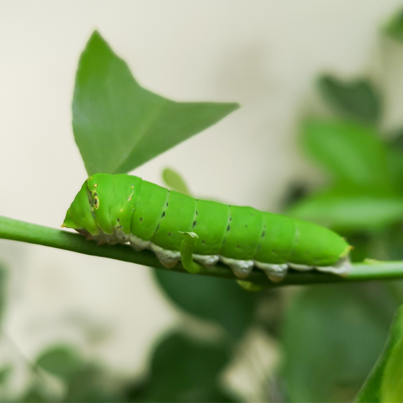 הנגיף שמחסל זכרים