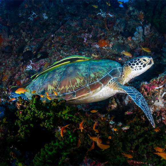 הסביבה מזוהמת – והזכרים נעלמים