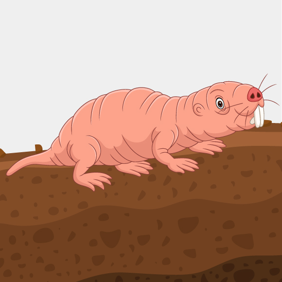 לך אל החולד, עכבר, ראה דרכיו ותאריך ימים