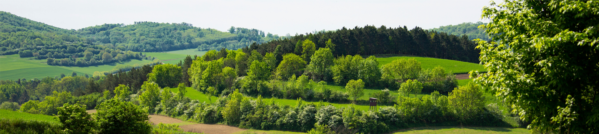 עלייתם של החד-שנתיים?