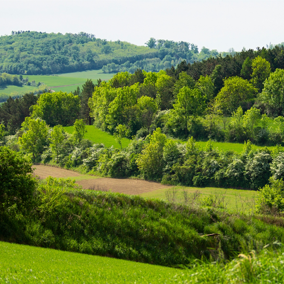 עלייתם של החד-שנתיים?