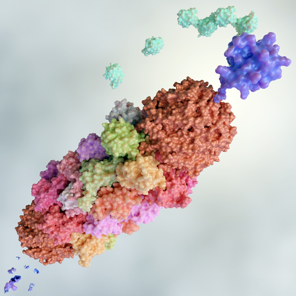 מה מתחבא בפח הזבל של הסרטן?