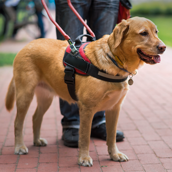 חברו הטוב ביותר של לקוי הראייה