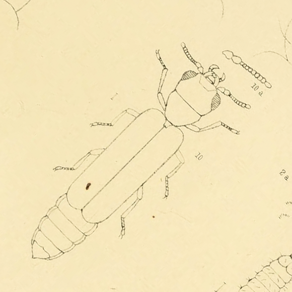 לאכול את אמא