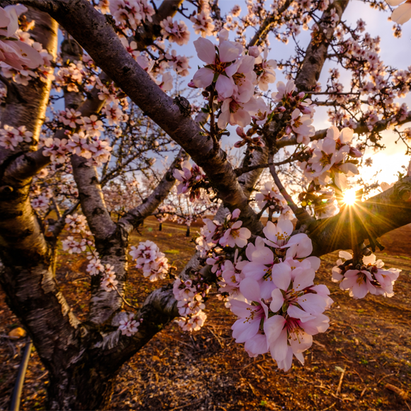 הפרחים ידאגו לעצמם