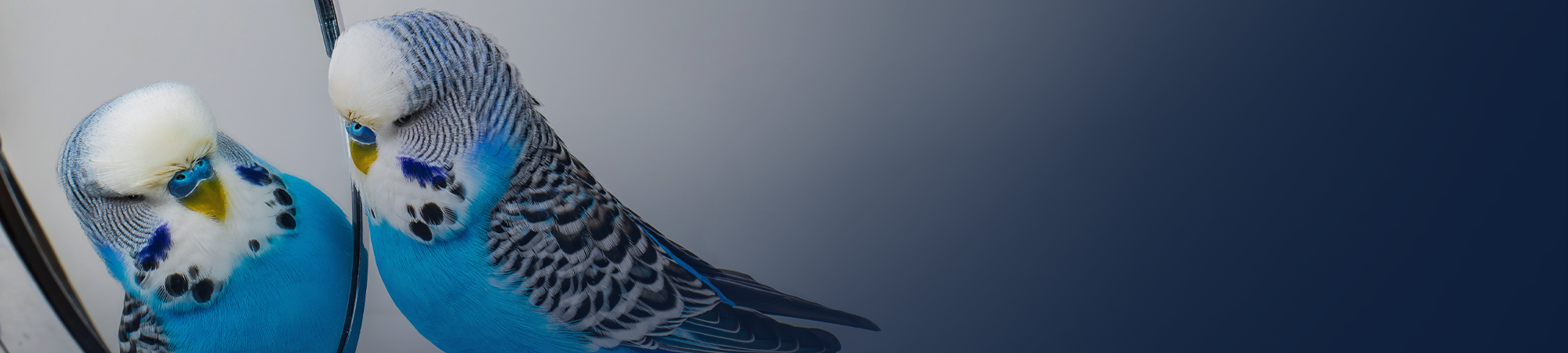 מבעד למראה ואיך ממשיכים משם