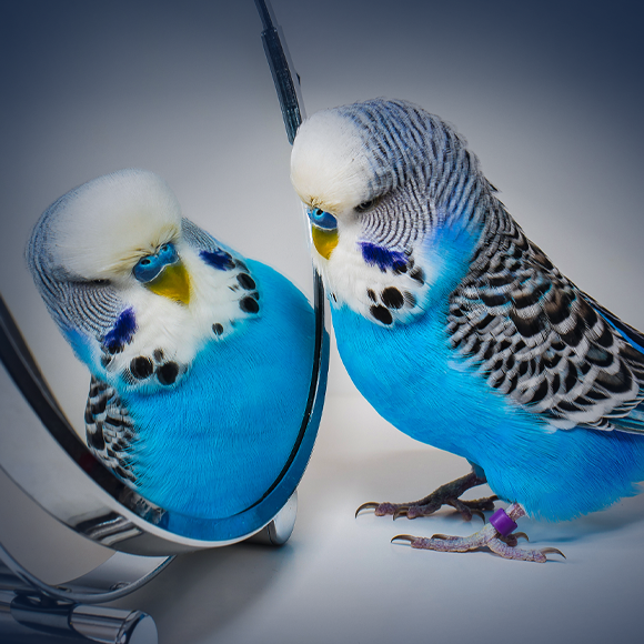 מבעד למראה ואיך ממשיכים משם