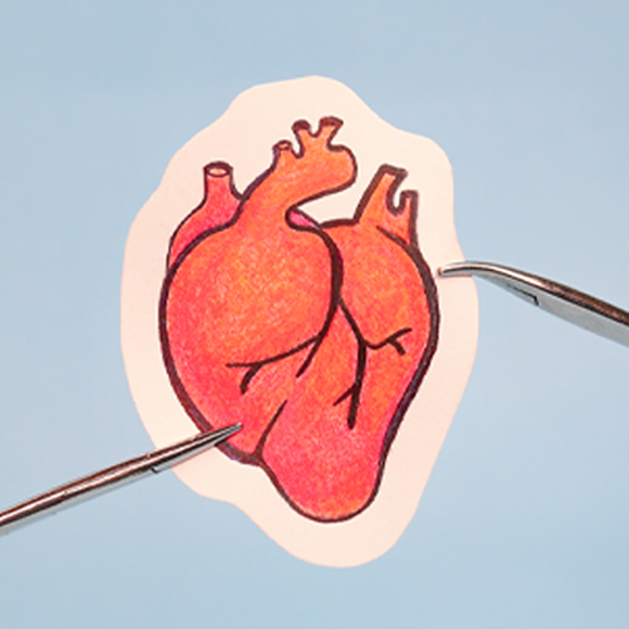 قلب مُستعمَل بحالة جيّدة، من الخنزير