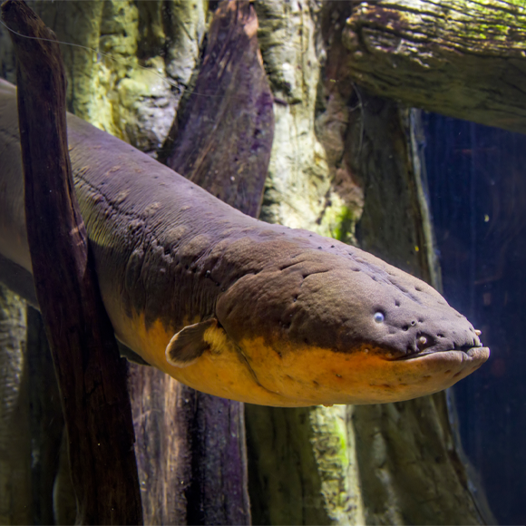הצלופח ששינה אותי
