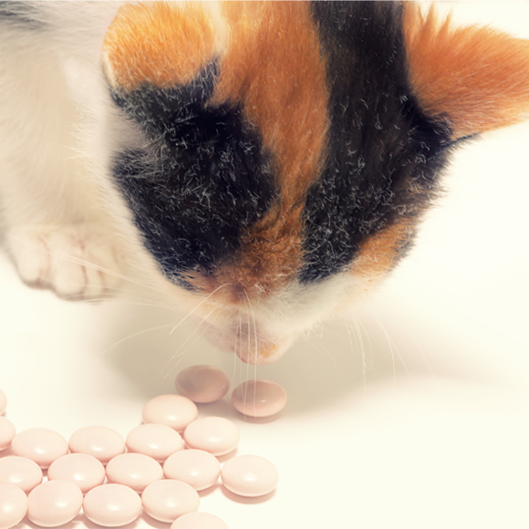 The Enigma of Placebo in The Animal Kingdom