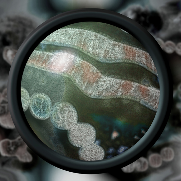 עופות ללא שפעת?