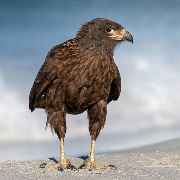 הבזים החכמים מהאיים