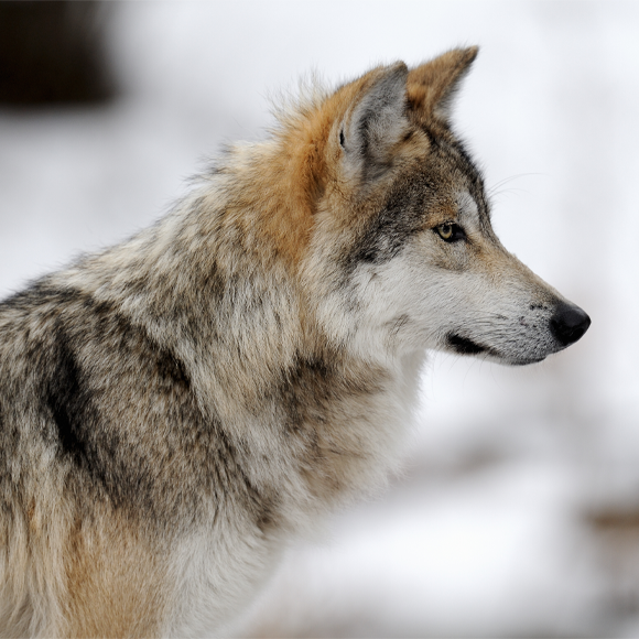 “למה יש לך פנים ארוכות כל כך?”