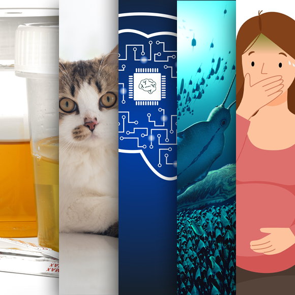 המחקרים החדשים ביותר: מהנשמדע 3/2/2024