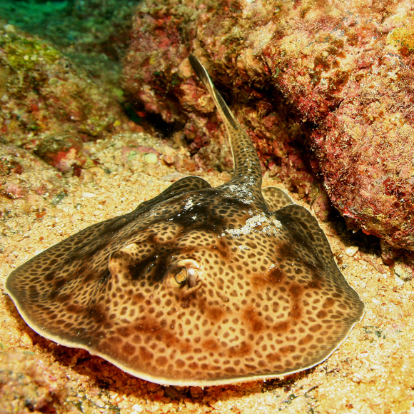 תעלומת ההיריון של חתולת הים