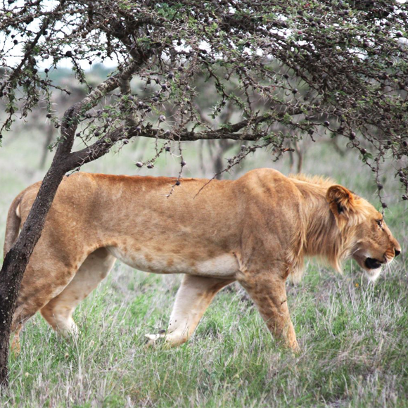 הסיפור המוזר על הנמלה והאריה