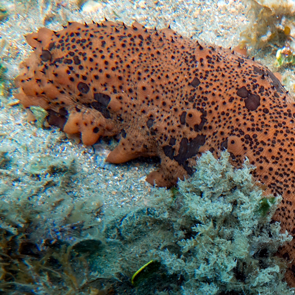 המסתורין של מלפפון הים הזוהר