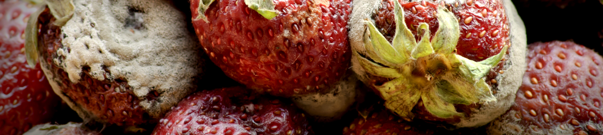 גועל נפש של כתבה