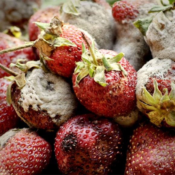 גועל נפש של כתבה