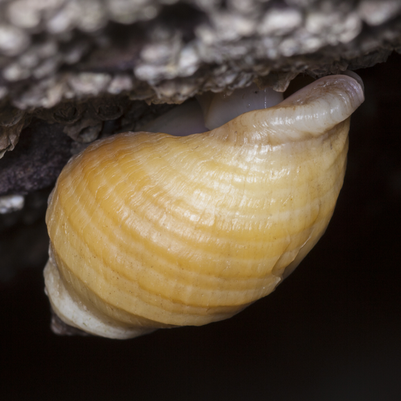 החילזון שוויתר על הביצים