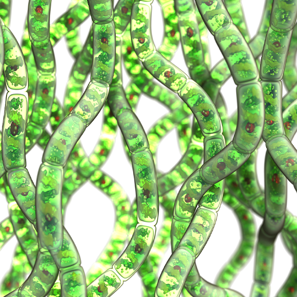 הרב תאיים הראשונים?