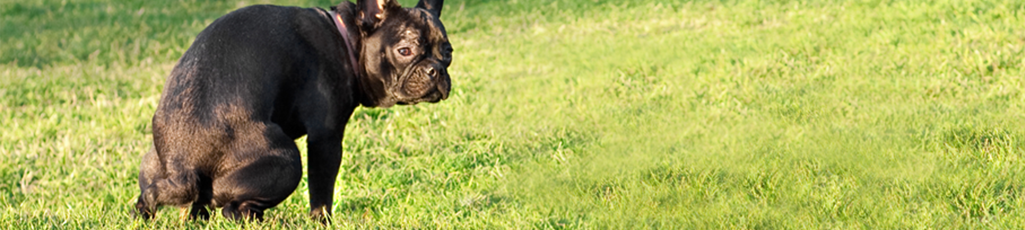 משחקים בקקי
