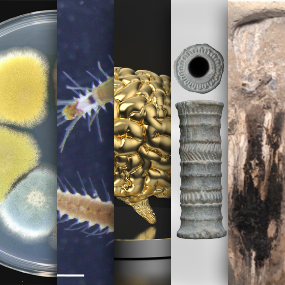 המחקרים החדשים ביותר: מהנשמדע 23/3/24