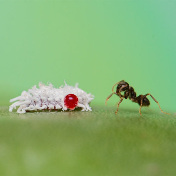 אבולוציה מהירה במיוחד