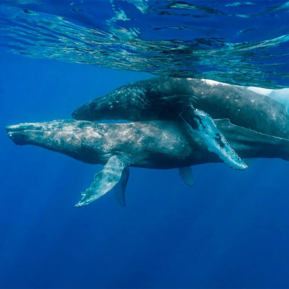 תיעוד ראשון של הזדווגות לווייתנים גדולי סנפיר, ושניהם זכרים