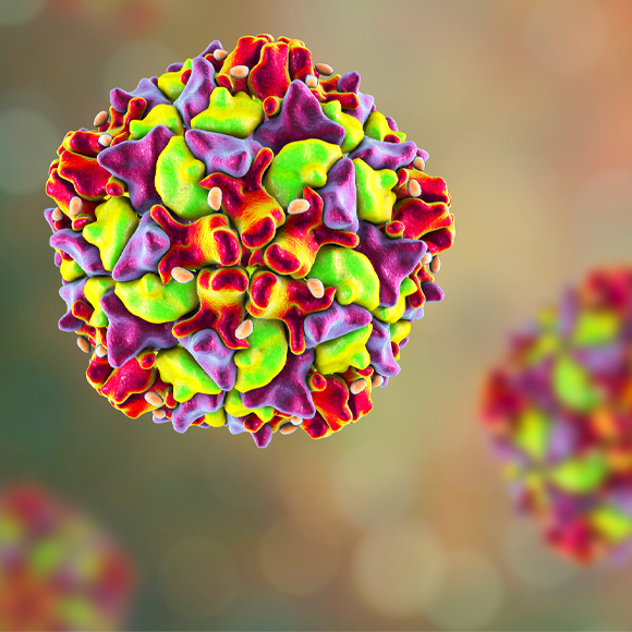 מחלות ללא גבולות: נגיף הפוליו מזן הבר