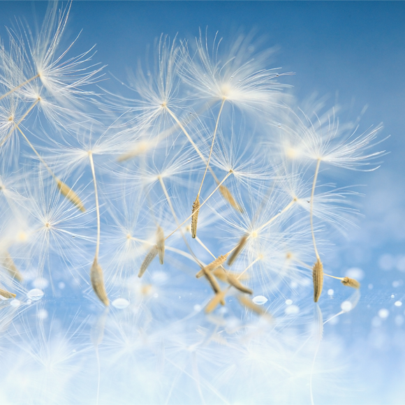 איך צמחים מתרבים?